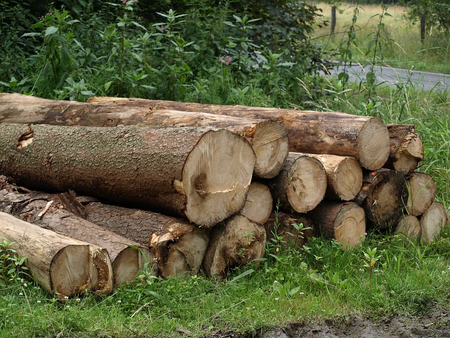 tree trunks, forestry work, sawed off, stacked, wood trunks, cut down, plant, nature, tree, log