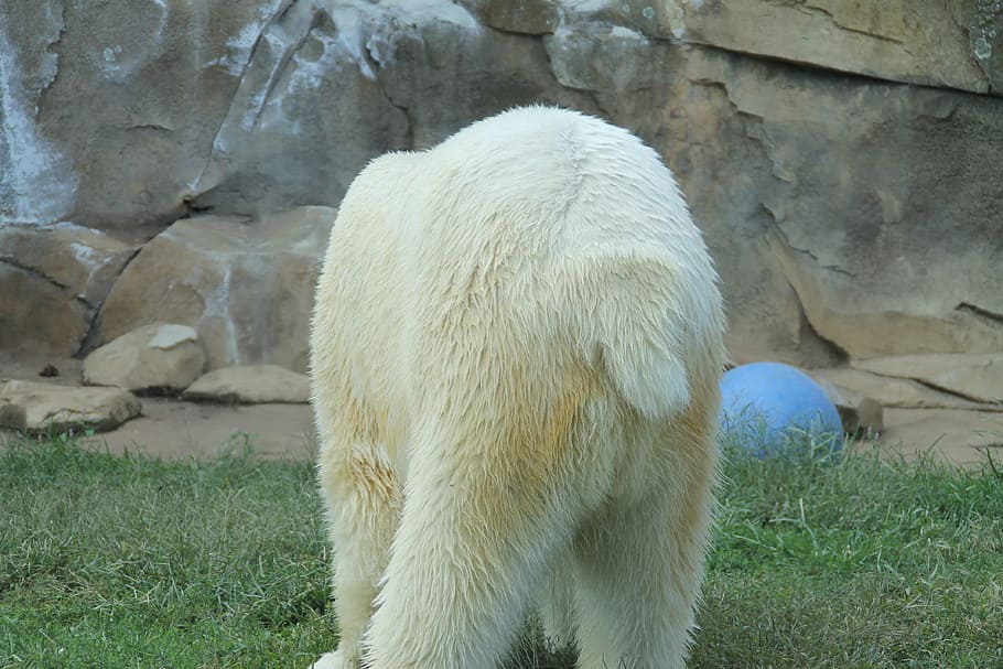bear, back end, zoo, tail, polar bear, white, fluffy, big, healthy, one animal