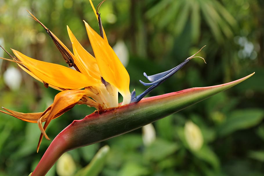 close-up photography, yellow, bird, paradise, daytime, nature, plants, flowers, leaf, outdoors