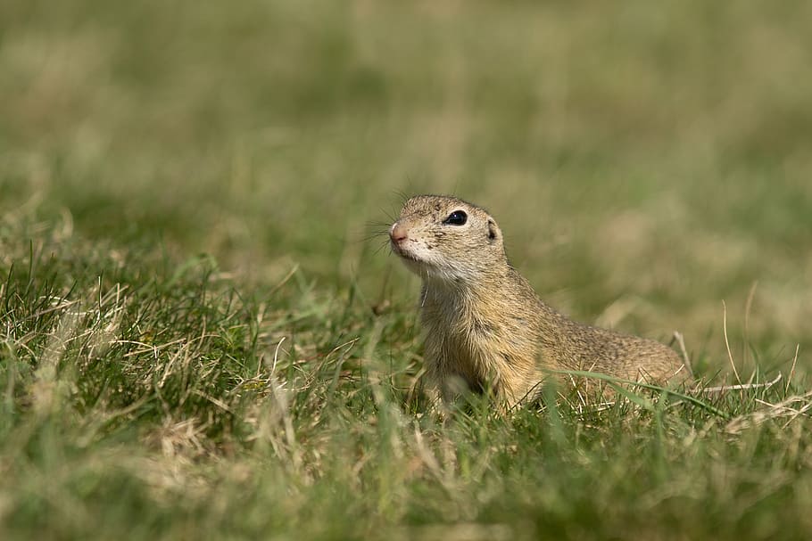 gopher, nature, animal, hair, meadow, spring, animals, grass, mammal, rodent