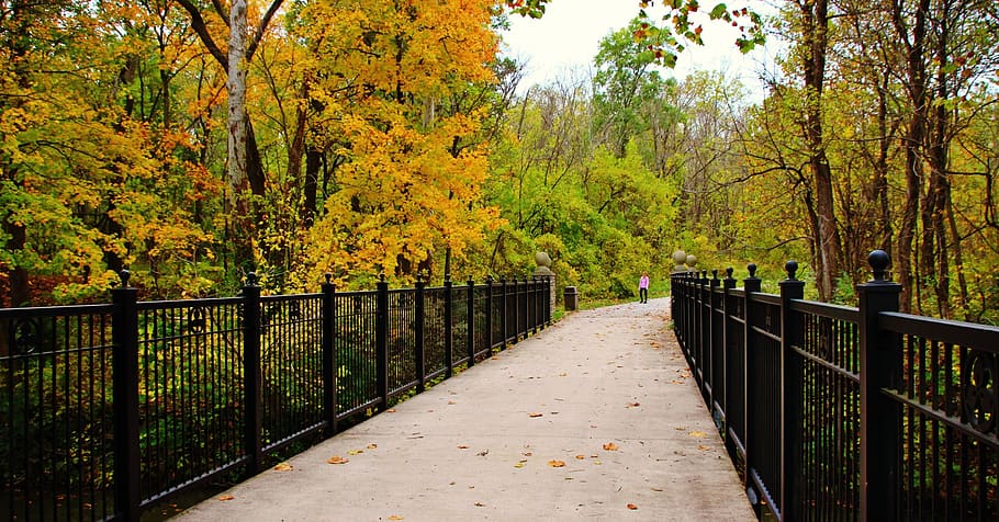 park, fall, leaves, gate, bridge, yellow, outdoor, landscape, season, forest