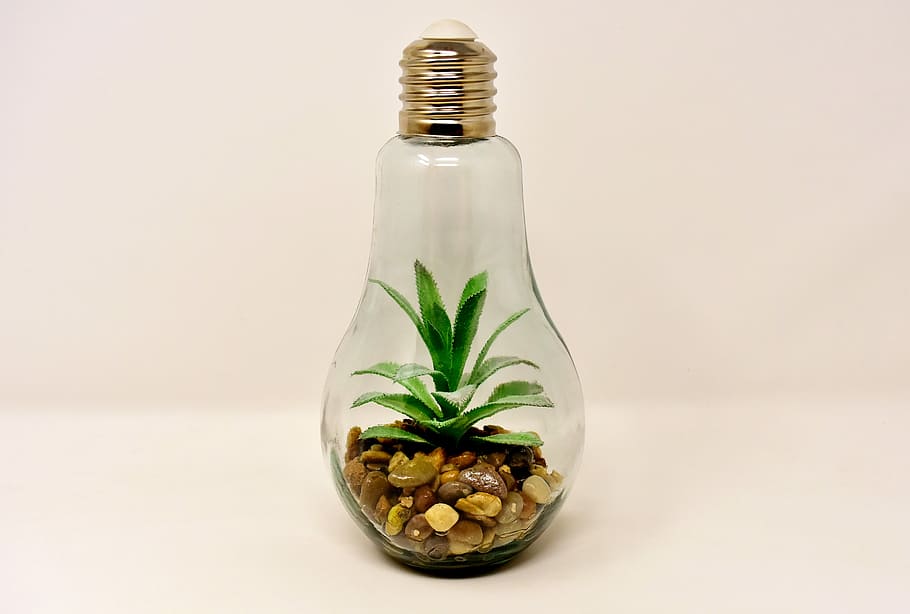 clear, glass bulb, plat, light bulb, plant, stones, arrangement, lamp, decoration, glass