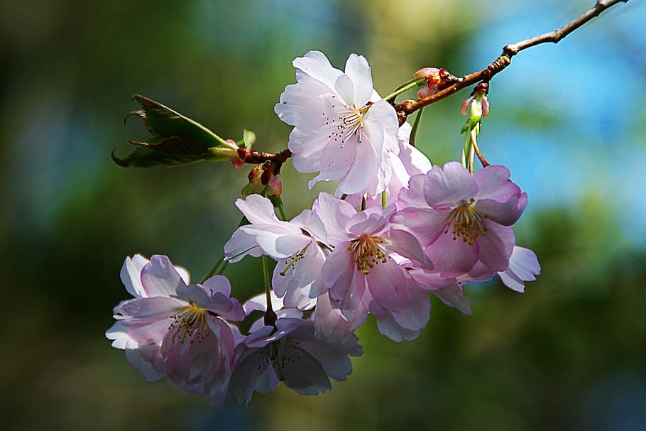macro photography, pink, petaled flowers, spring flower, tree, nature, apple blossom, branch, petal, springtime