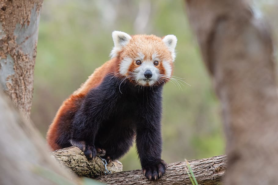 Panda Merah, panda yang lebih rendah, margasatwa, hewan, binatang menyusui, terancam punah, imut, himalayan, Cina, penghuni pohon
