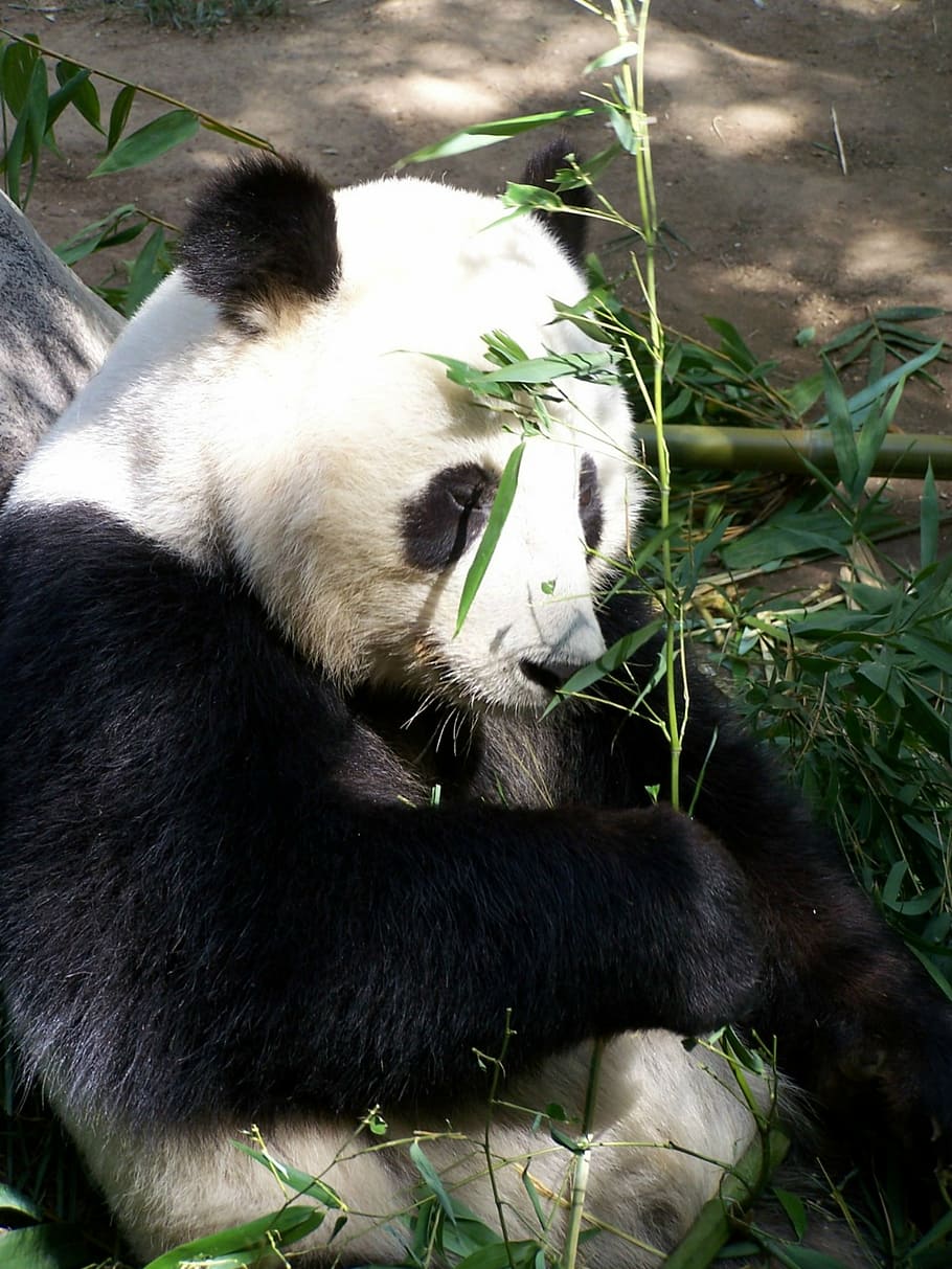 panda comiendo bambú, panda, zoológico, zoológico de san diego, en peligro de extinción, animal, oso, china, mamífero, asia