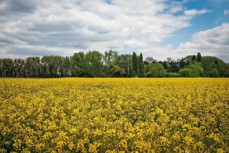 landscape, field of rapeseeds, oilseed rape, yellow, rape blossom, nature, field, spring, sky, blue