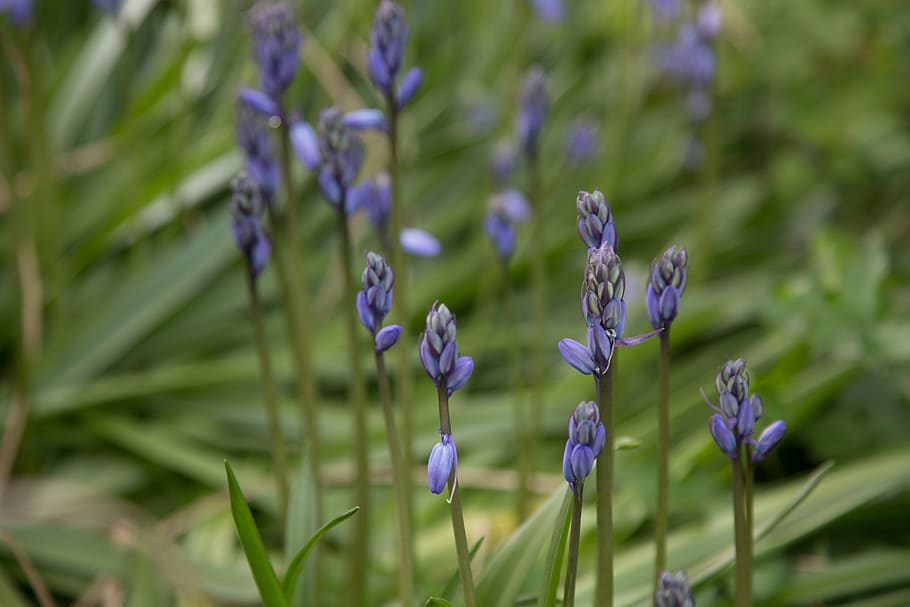 Лаванда ирис. Горечавка легочная Gentiana pneumonanthe. Горечавка Луговая. Горечавка Лесная. Горевчанка многолетник Луговая.