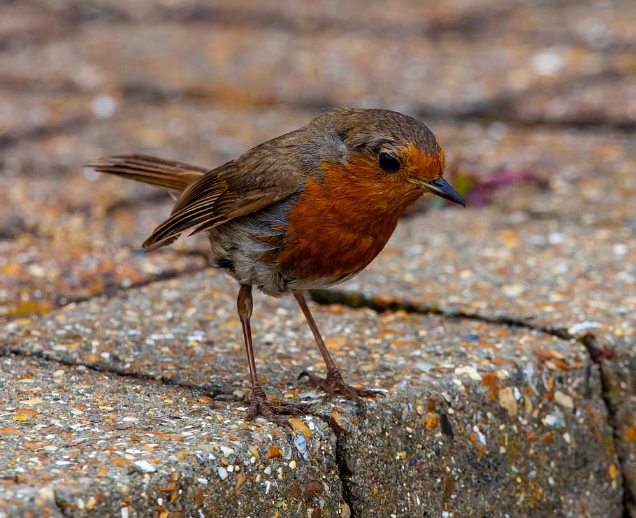 robin redbreast, robin, european robin, chat, old world flycatcher, red, redbreast, bird, animal, songbird