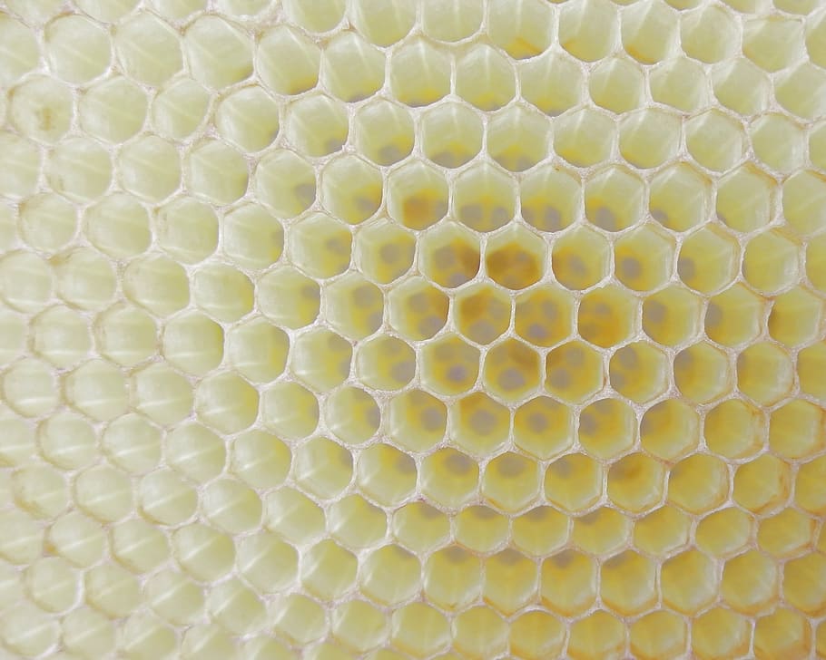 papel tapiz amarillo, panal, abeja de trabajo, celular, miel, cera de abejas, hexágono, abeja, colmena, fondos