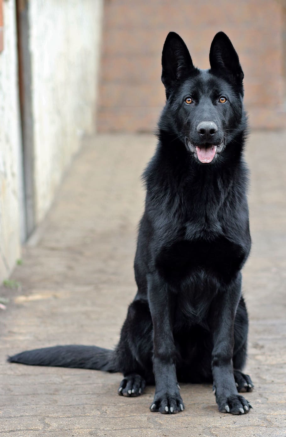 solid, black, german shepherd dog, sitting, pavement, black german shepherd, dog, portrait, beauty, one animal
