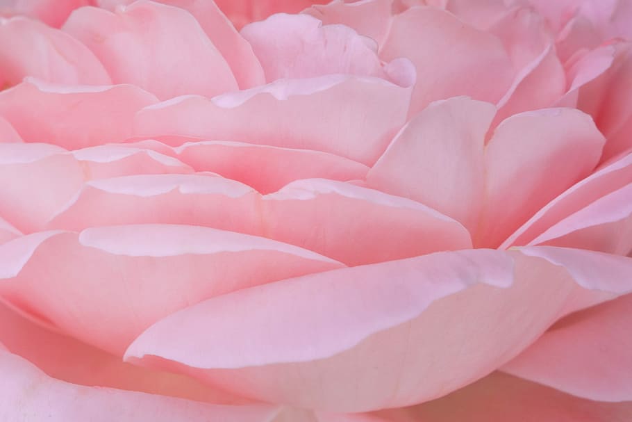 pink, peony, macro photography, flower, petals, rose, rose bloom, leaves, fragrance, background