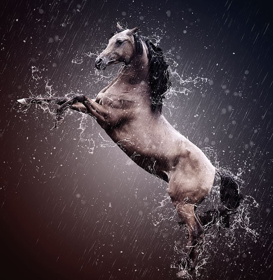 Arab, kuda jantan, ras Arab, kuda, kuda Arab, hewan, potret hewan, mengendarai, hujan, air