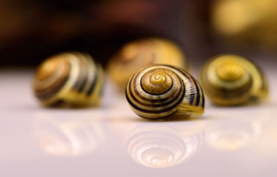 snails, nature, reflection, creature, crawl, slow, close-up, selective focus, mollusk, animal