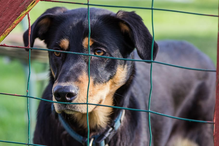 adult, rottweiler, inside, green, wire, mesh, fence, close-up, dog, view
