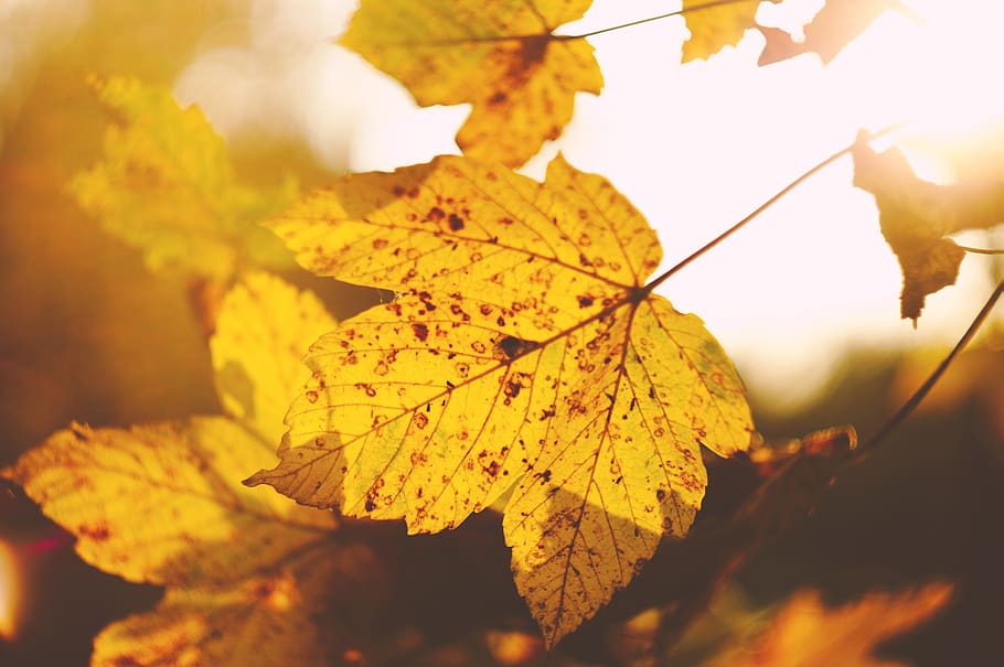 daun, musim gugur, alam, kabur, bagian tanaman, perubahan, merapatkan, tidak ada orang, kuning, menanam