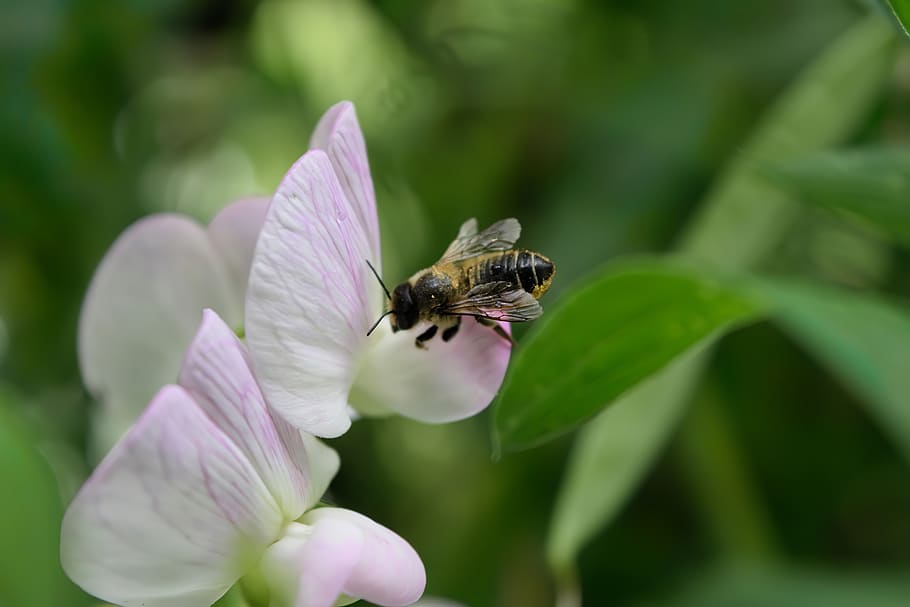 abelha, flor, inseto, pólen, natureza, planta, néctar, jardim, mel abelha, lavanda