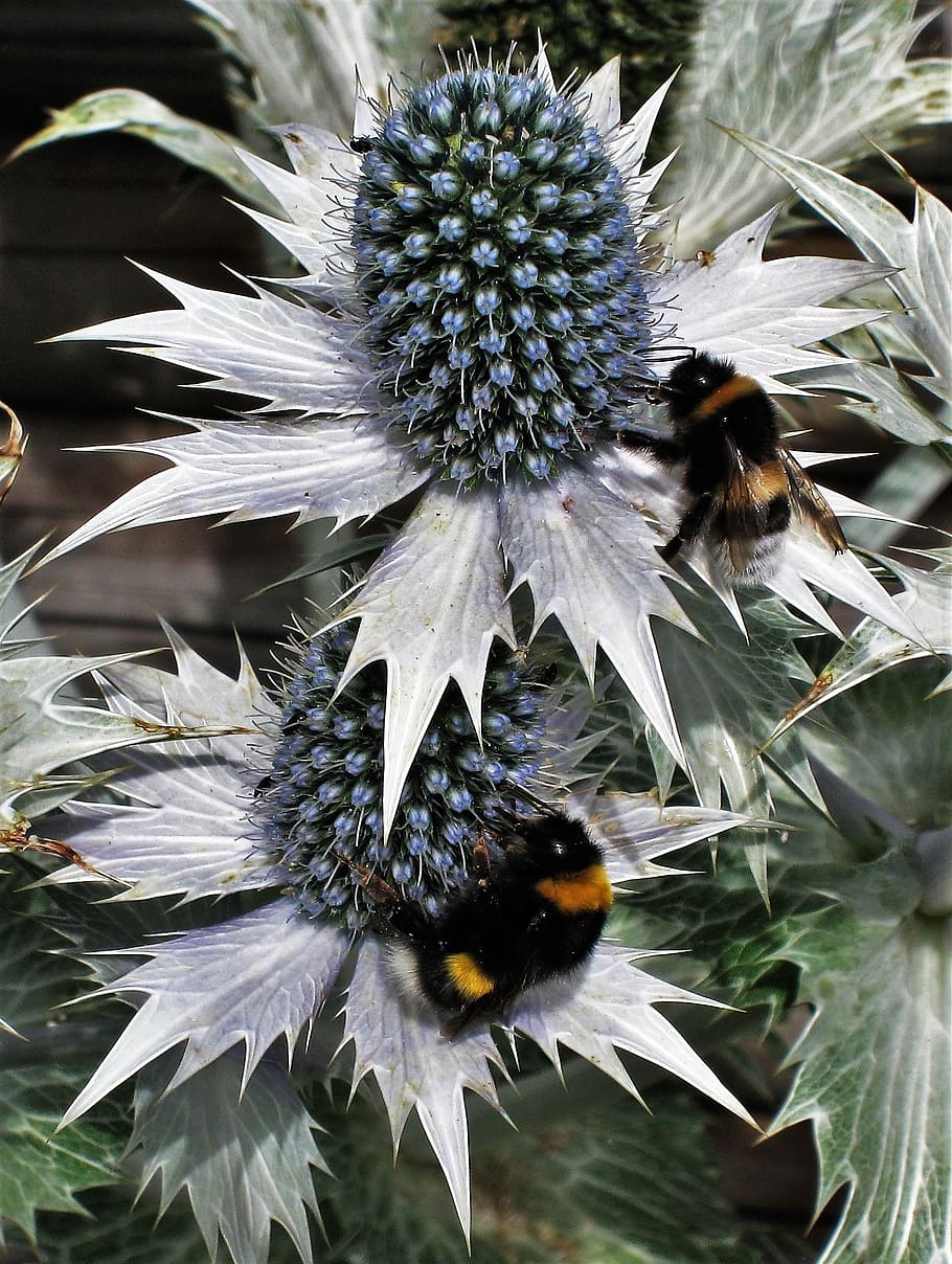 ornamental thistles, bumblebees, bluish, umbelliferae, greyish, prickly, flora, plant, thistle, garden