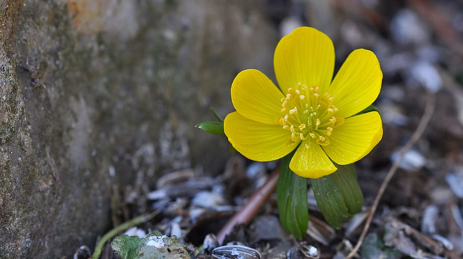 potentilla, kobold, flower, plant, flowers, ground cover, yellow, spring, nature, signs of spring