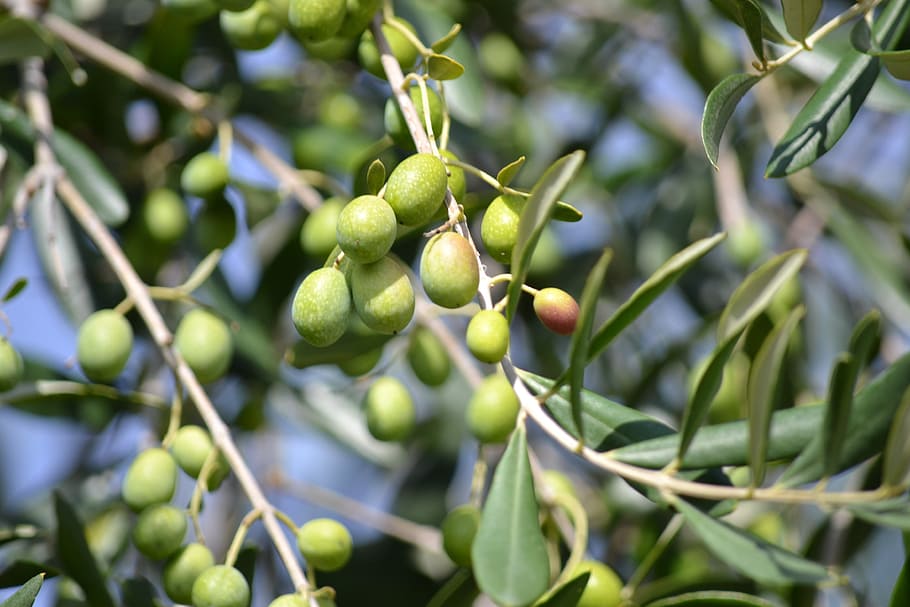 green fruits, olives, green olives, olive grove, green, oil, harvesting olives, olive branch, collect, oliva