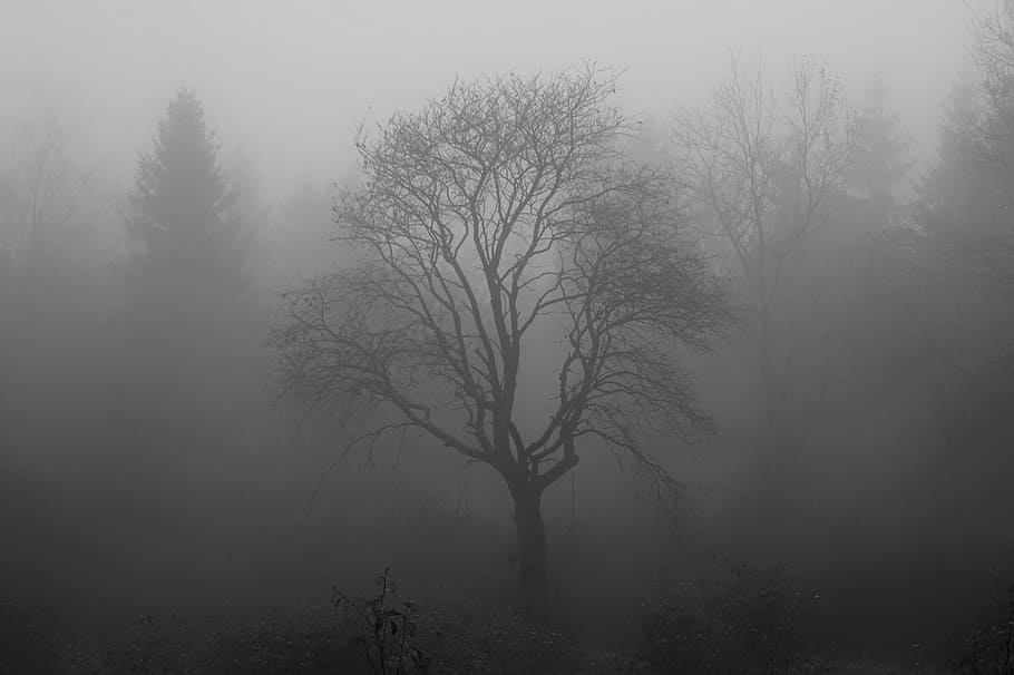 fogged bare tree, tree, fog, moor, swamp, venn, branch, structure, forest, landscape