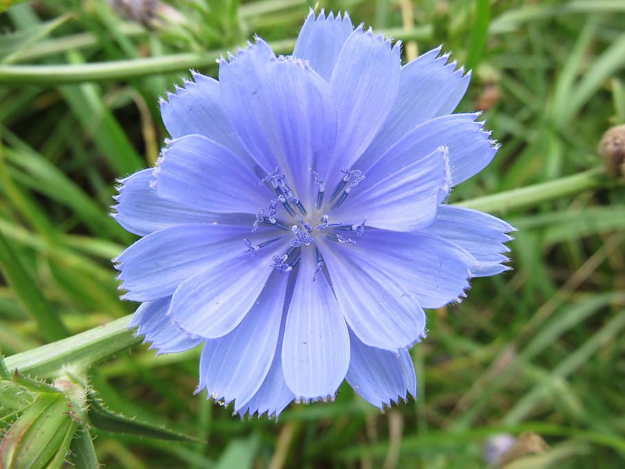 wildflower, chicory, blue, blossom, flower, meadow, cichorium intybus, flowering plant, plant, fragility