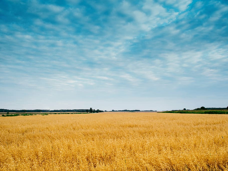 marrón, campo de trigo de arroz, azul, trigo, campo, amarillo, cultivos, plantas, agricultura, granja