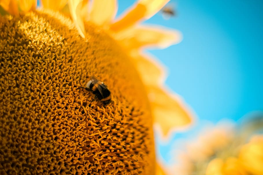 Bumble-Bee, Bunga Matahari, hewan, lebah, menutup, warna-warni, bunga, madu, alam, atas