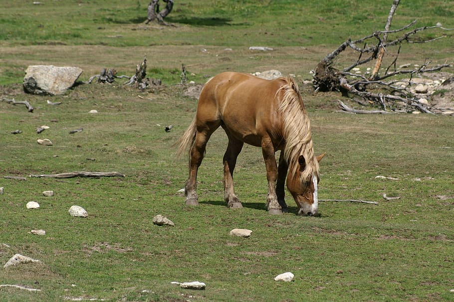 horse, pasture, field, france, grass, animal, pre, bordeaux, lozère, nature