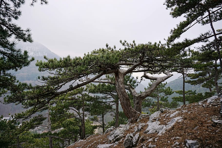 Pinheiro preto, Pinus Nigra, Conífera, pinheiro, árvore, paisagem, natureza, áustria, paisagem alpina, montanha
