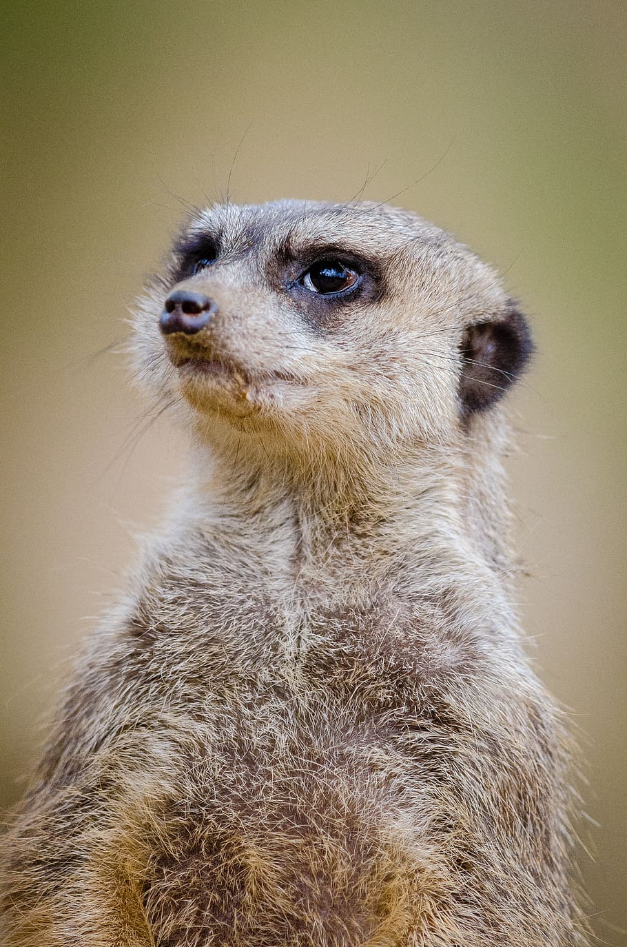 Meerkat, brown meerkat, animal themes, animal, one animal, animals in the wild, animal wildlife, mammal, close-up, looking away