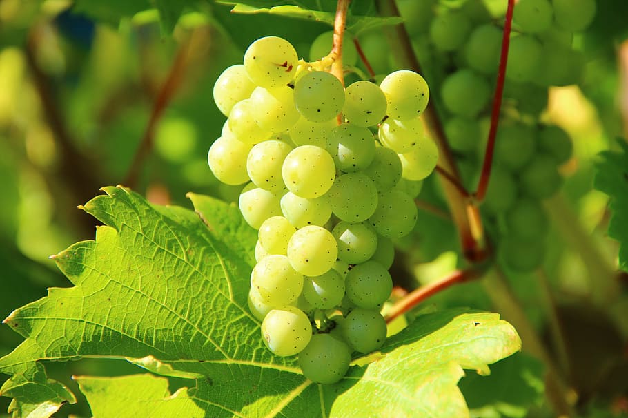 photography, green, grape bunch, grapes, wine, fruit, vines, vines stock, winegrowing, vineyard