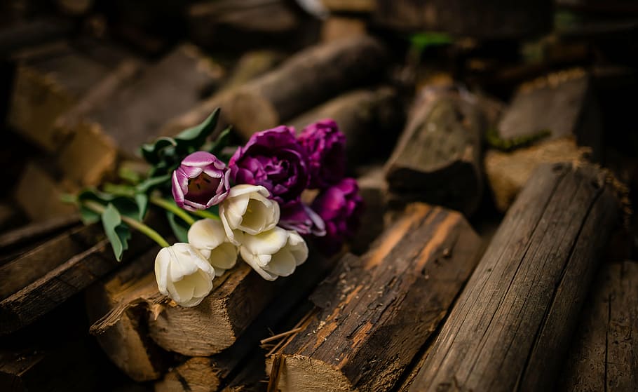 fotografía de primer plano, blanco, flores de tulipán, leña, madera, troncos, violeta, tulipanes, flores, naturaleza