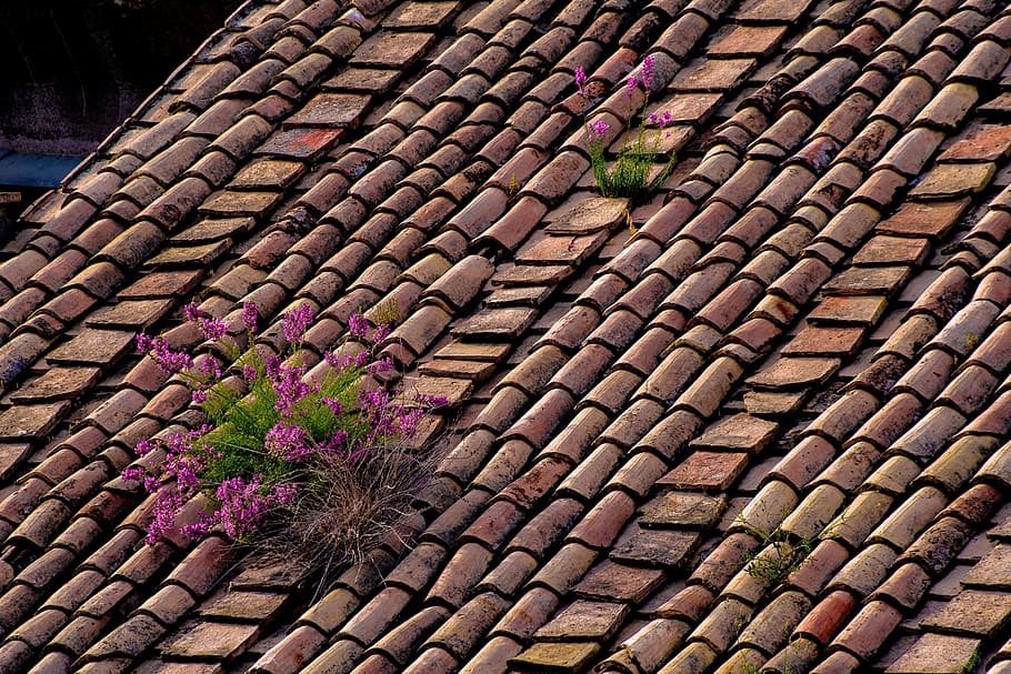 roof, roofing, tiles, old, ancient, dilapidated, flowers, rome, italy, architecture