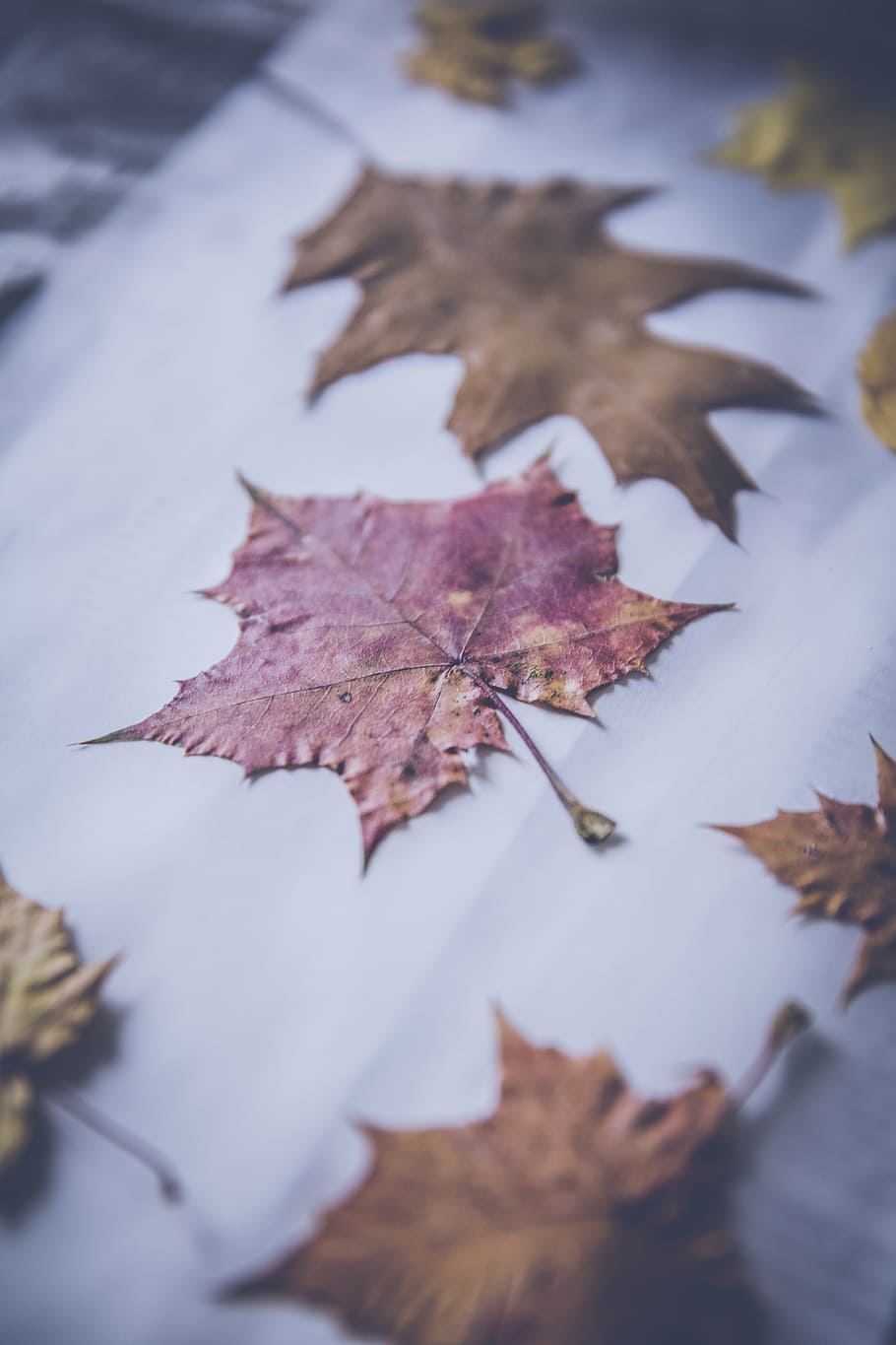 maroon, brown, maple leaf, leaf, fall, autumn, paper, blur, change, dry