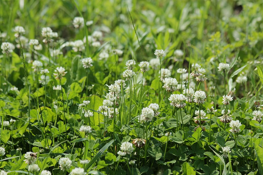 clover, bloom, white clover, grass, summer, nature, flowers, lawn, field, trifolium repens
