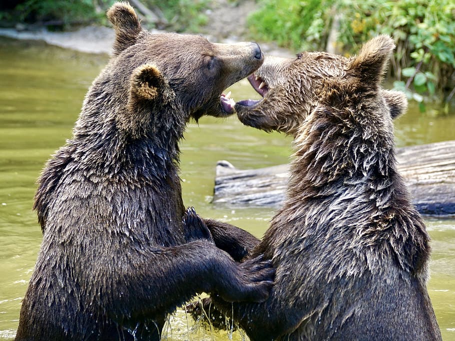 Ursos pardos, Animais, urso, urso jovem, natureza, predador, mamíferos, recinto de urso, parque de vida selvagem, peles