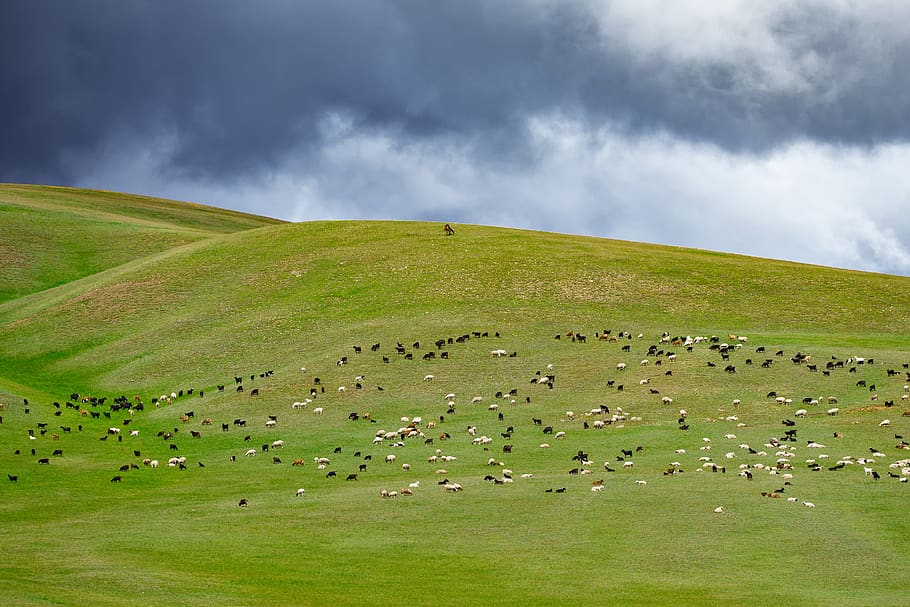 paisaje, montañoso, pastoreo, ovejas, cabras, mongolia occidental, nube de lluvia, nube - cielo, medio ambiente, animal