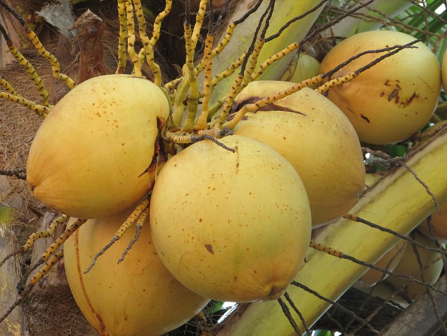 coconuts, nuts, cocos nucifera, coconut palm, fruits, bunch, dharwad, india, food, food and drink
