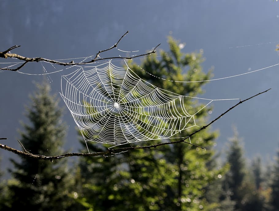 closeup, photography spider web, tree branches, front, trees, daytime, dream catcher, spider, cobweb, nature