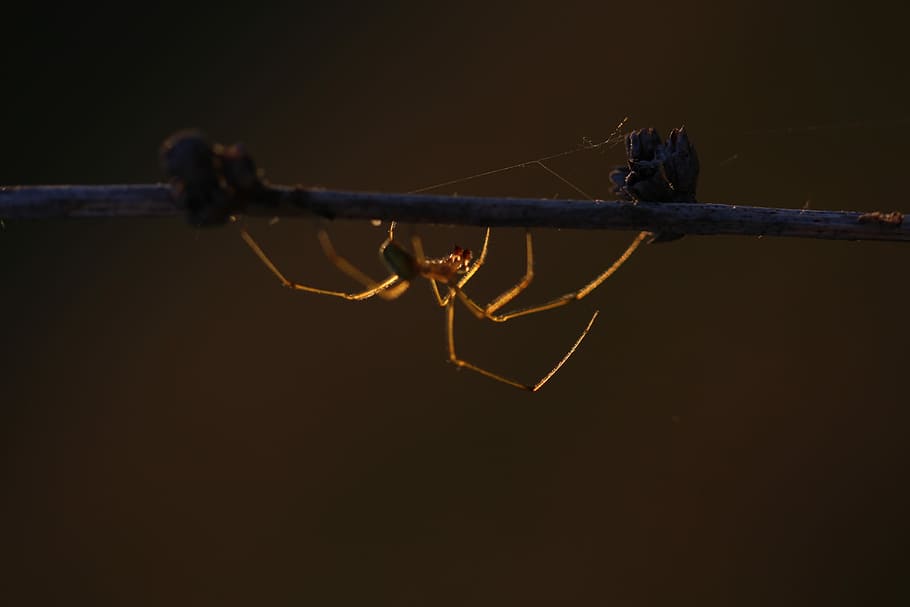 Spider, Casey, Light, In The Evening, clothespin, night, close-up, outdoor, animal themes, Temas de animales
