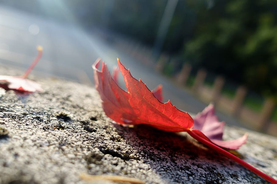 Leaf, Red, Tree, Light, autumn, red, tree, ray, nature, outdoors, beauty In Nature