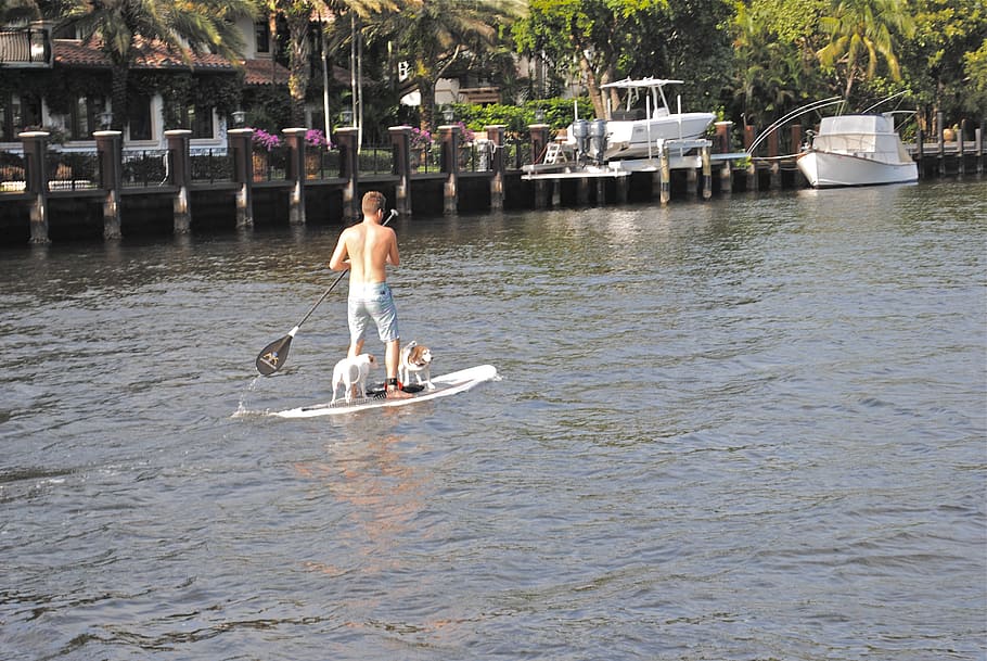 man, two, dog, riding, paddle board, daytime, new river, fort lauderdale, dogs, water