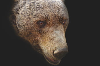 bear-bear-head-artistic-portrait-royalty-free-thumbnail.jpg