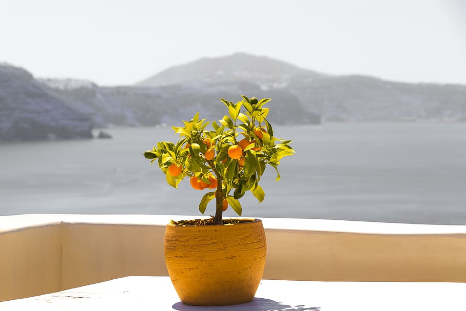 緑, 葉, 植物, 鍋, 見下ろす, 崖, サントリーニ島, ギリシャ, 風景, 自然