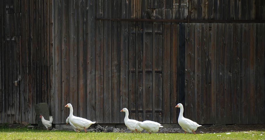 four, white, ducks, walking, brown, wooden, wall, Single File, Geese, Theater