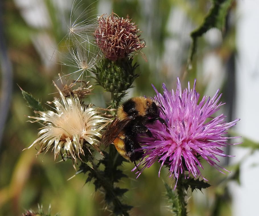 northern amber bumblebee, bombus borealis, canada thistle, field thistle, cirsium arvense, moneymore, ontario, canada, flower, flowering plant