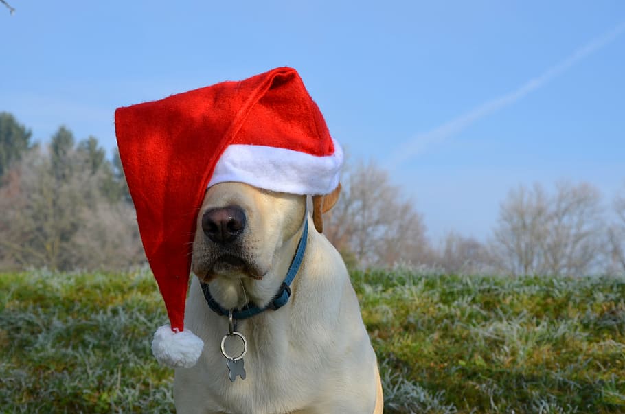 yellow, labrador retriever, wearing, santa hat, santa, christmas, dog, labrador, retriever, cute