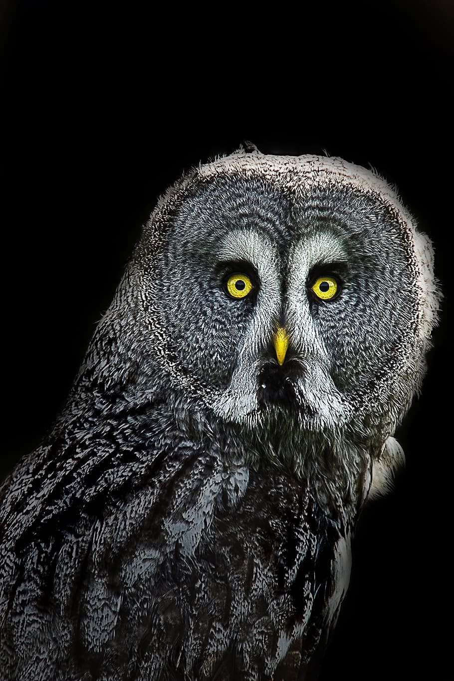 photography, great, grey, owl, black, background, Night Owl, Animal, Creative, black background