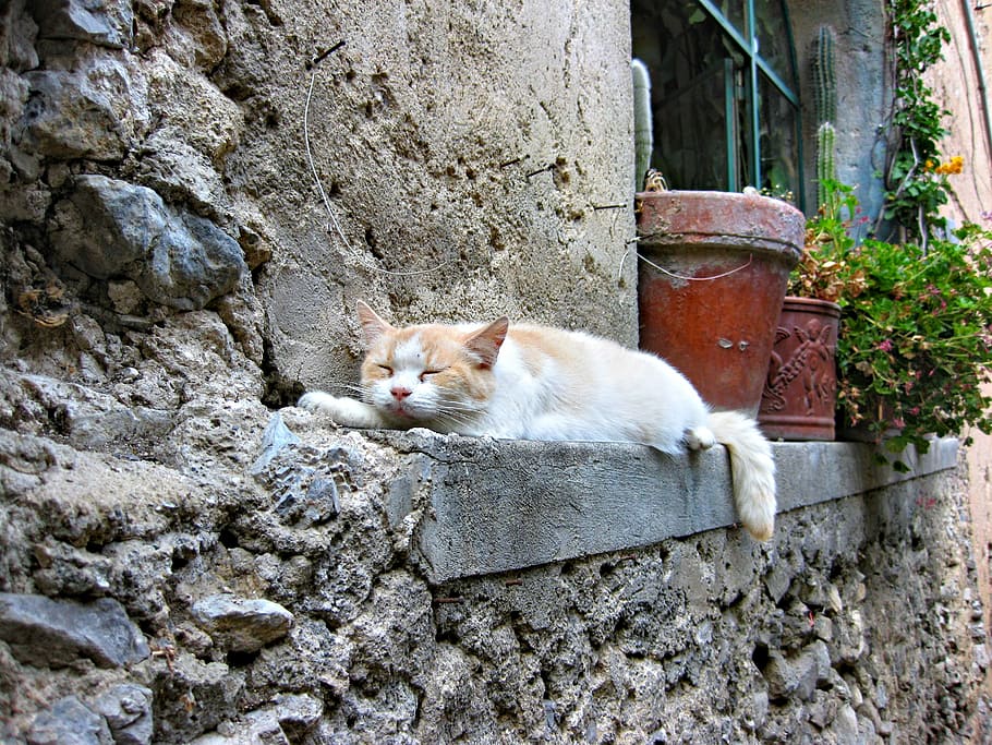 白, オレンジ, 猫, 横になっている, 壁, 眠っている猫, 猫が眠る, ポジターノ, イタリア, 哺乳類