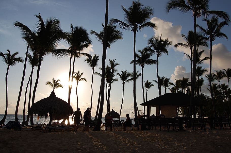 punta cana, caribbean, palms, hotel, nature, beach, pool, dominican republic, palm tree, tropical climate